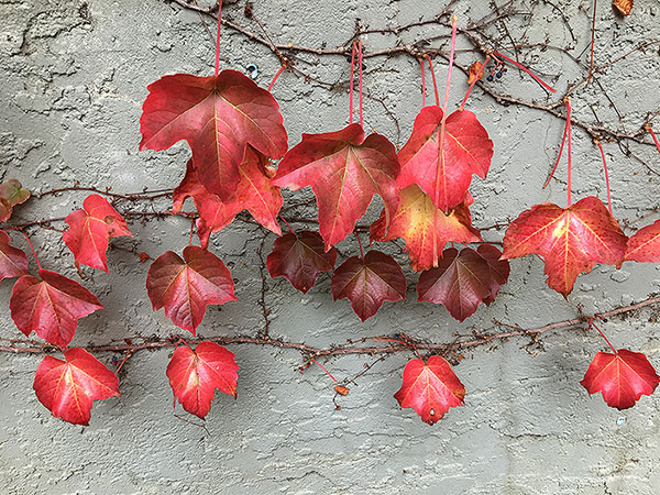 Getting to Know Yury Tomashevich