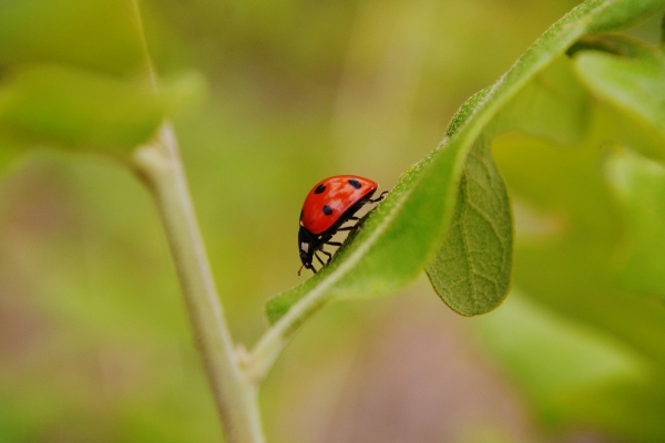 Macro Ladybug Profile All Legs ©Gaby Ethington