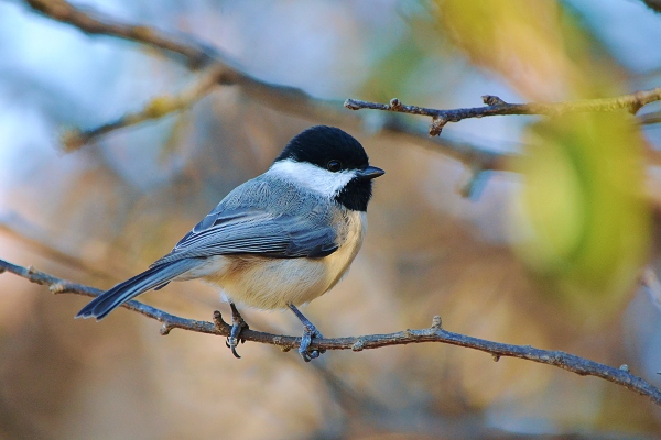 Look At Me Chickadee Bird Close Up ©Gaby Ethington