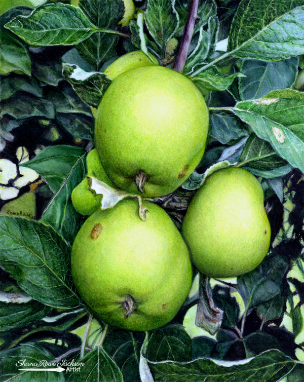 How bout Them Apples nktense ©Shana Rowe Jackson