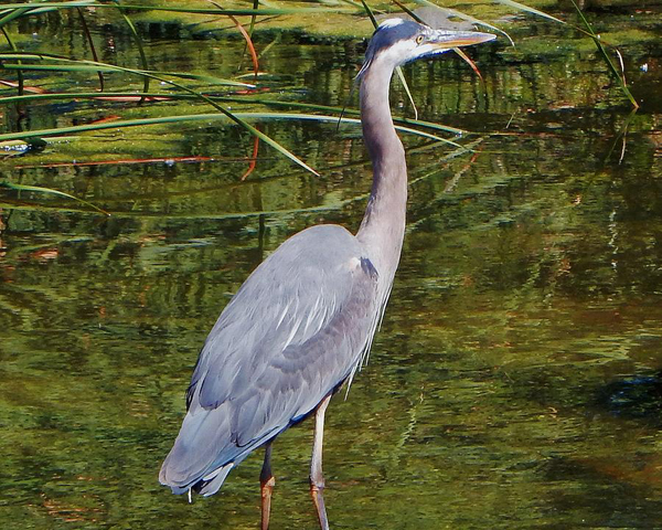 Heron @Andrew Lawrence