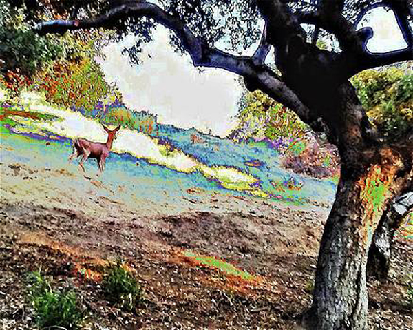 Getting to Know Andrew Lawrence