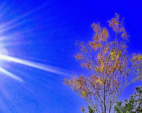 Sun Tree @Andrew Lawrence