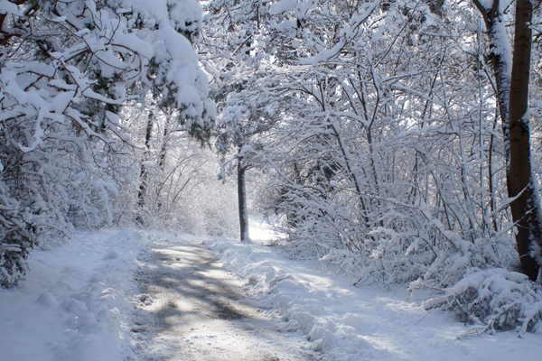 Getting to Know Rudi Prott