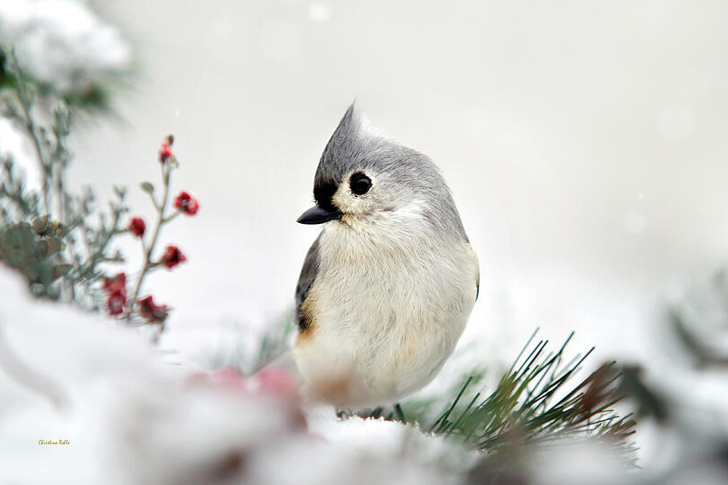 Christina Rollo – Hummingbirds, Harmony, and the Heart of Nature